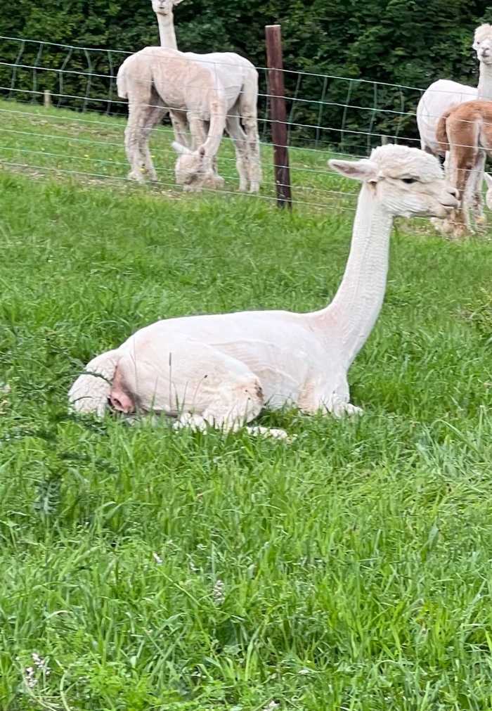 Alpaca showing labour signs