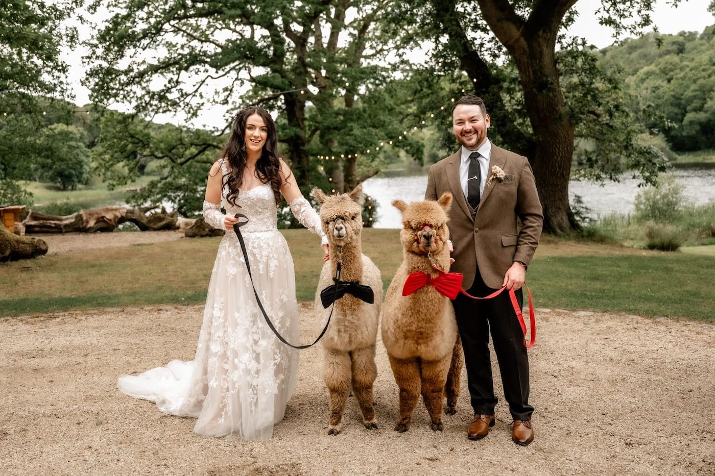 Alpacas at weddings and events in Northern Ireland