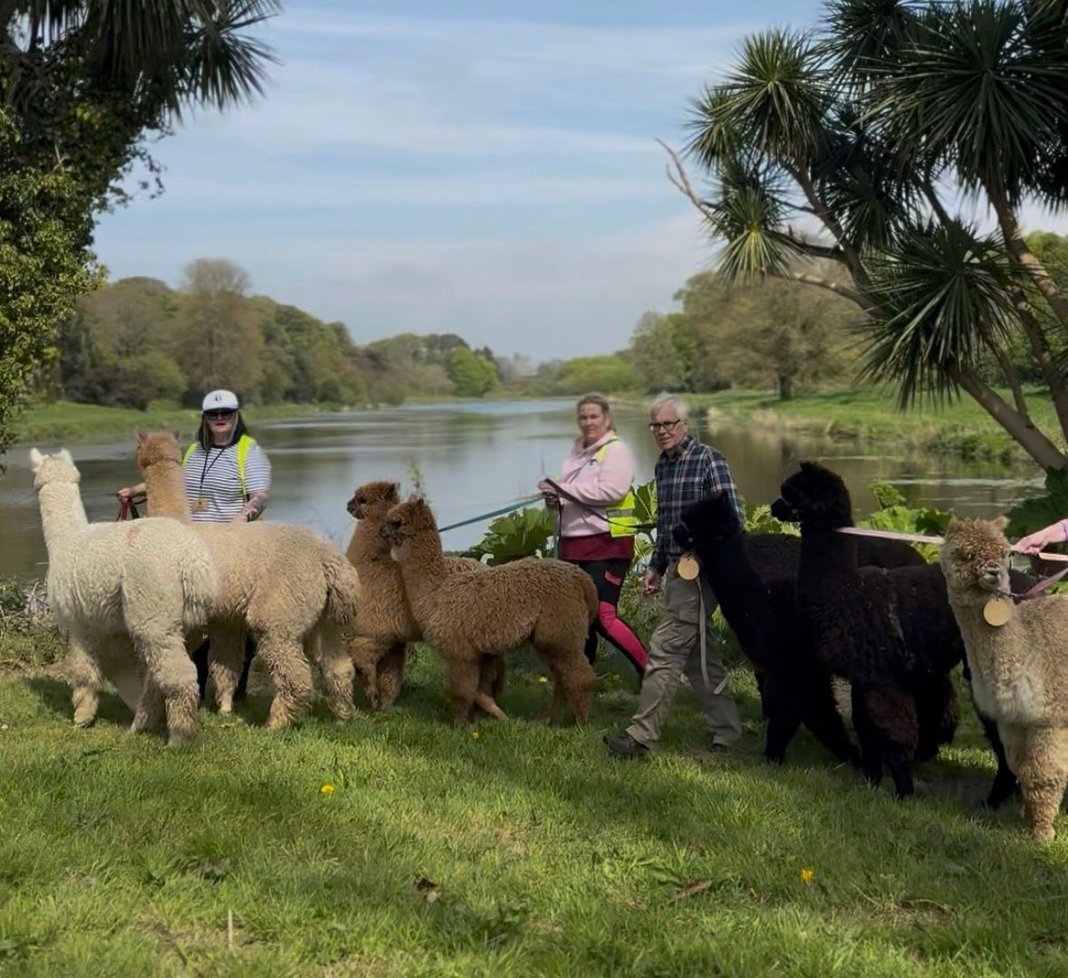 Alpaca walks at Castle Ward