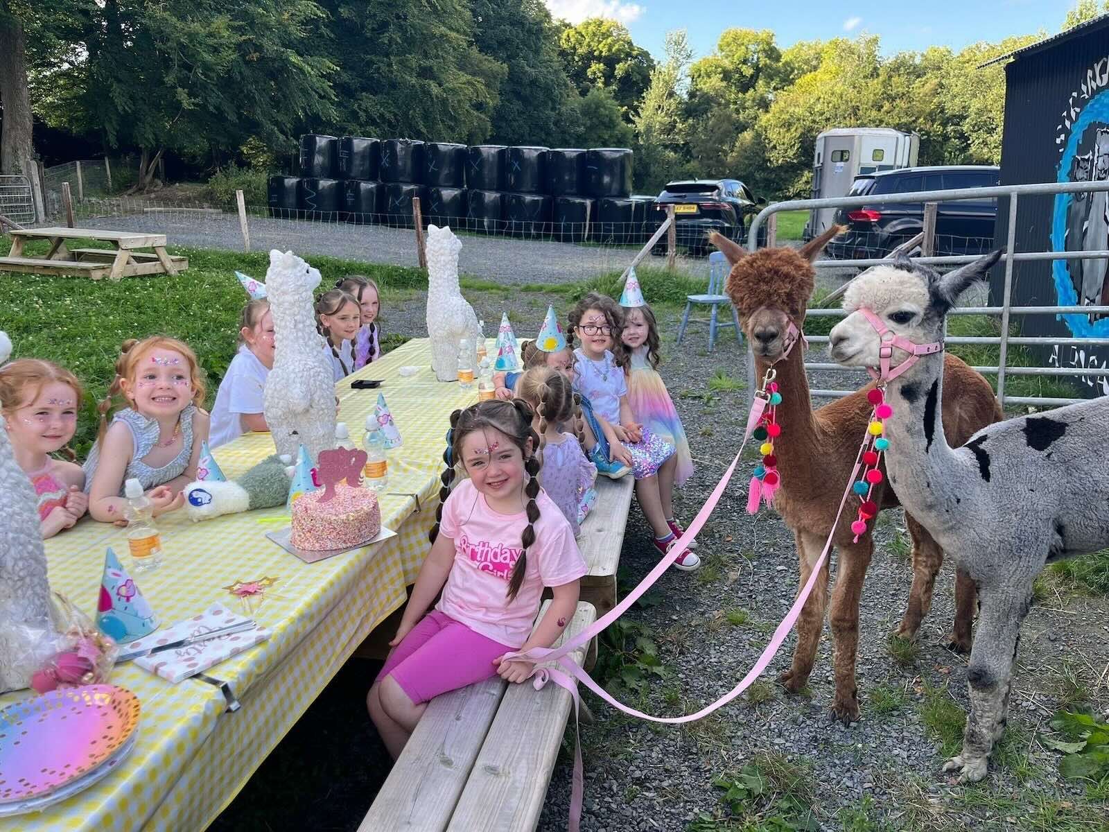 Alpaca birthday party experience at Strangford Bay