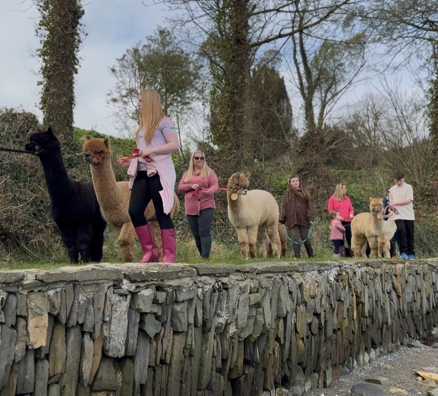 Alpaca walking experience at Strangford Lough