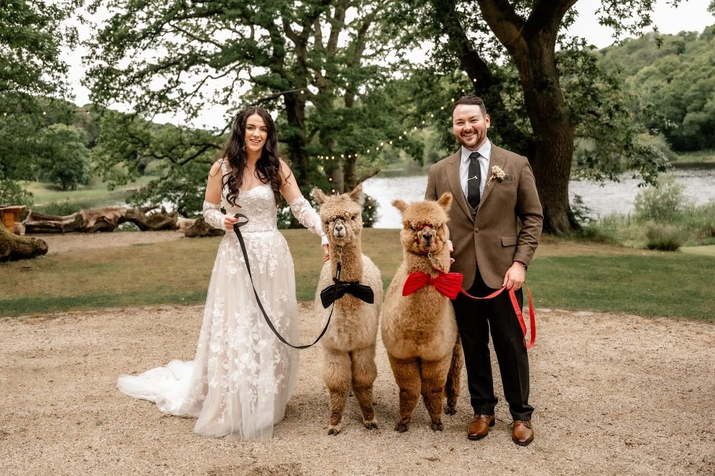 Alpacas at a wedding in Northern Ireland